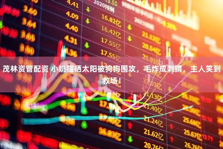 茂林资管配资 小奶猫晒太阳被狗狗围攻，毛炸成刺猬，主人笑到救场！